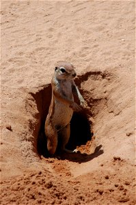 Erdhörnchen Xerus inauris (South African ground squirrel) photo
