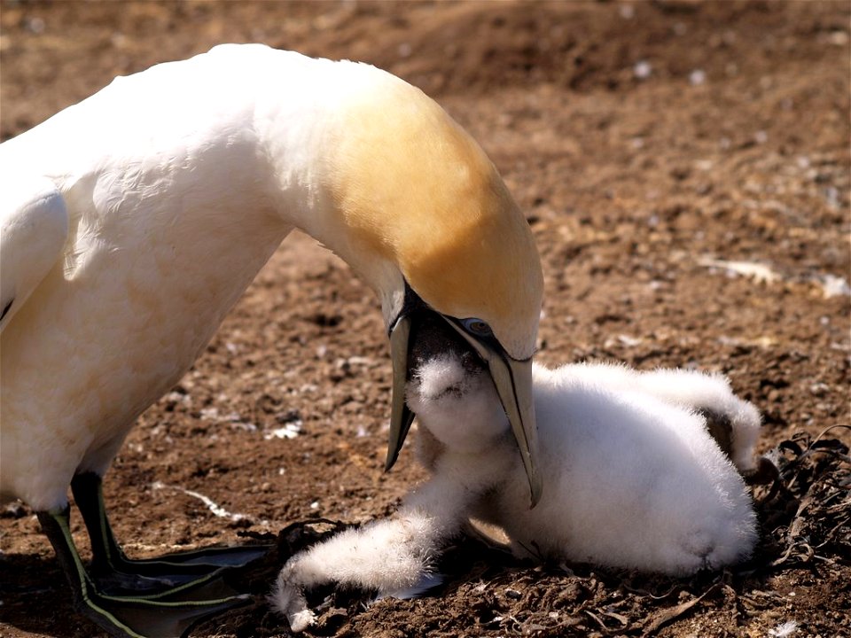 Gannets New Zealand
