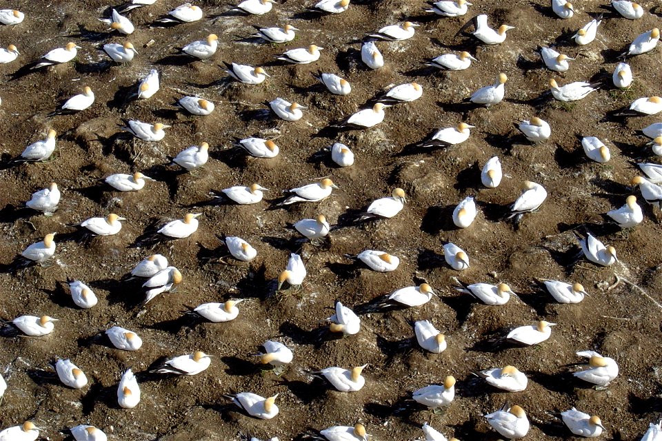Nesting Gannets ( Morus serrator species) at the mainland Muriwai colony in New Zealand