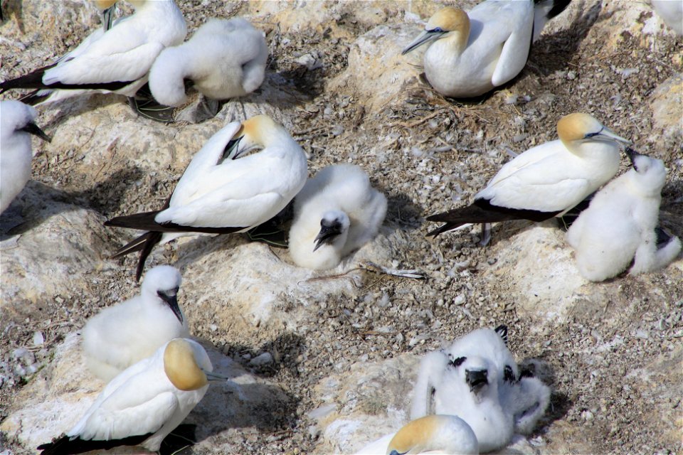 Gannet Chicks at Maori Bay