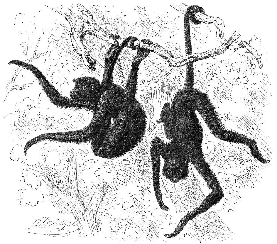 Klammeraffe-drawing