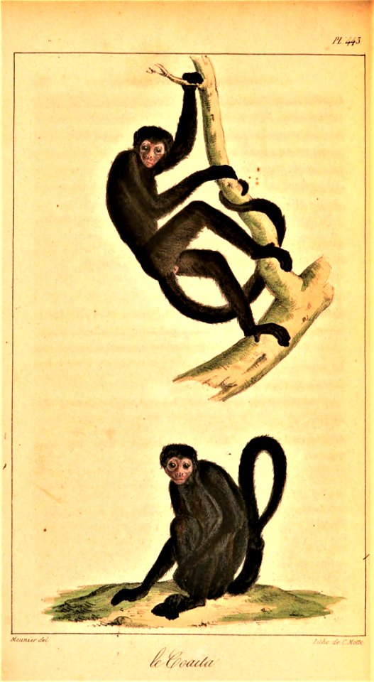 Ateles paniscus