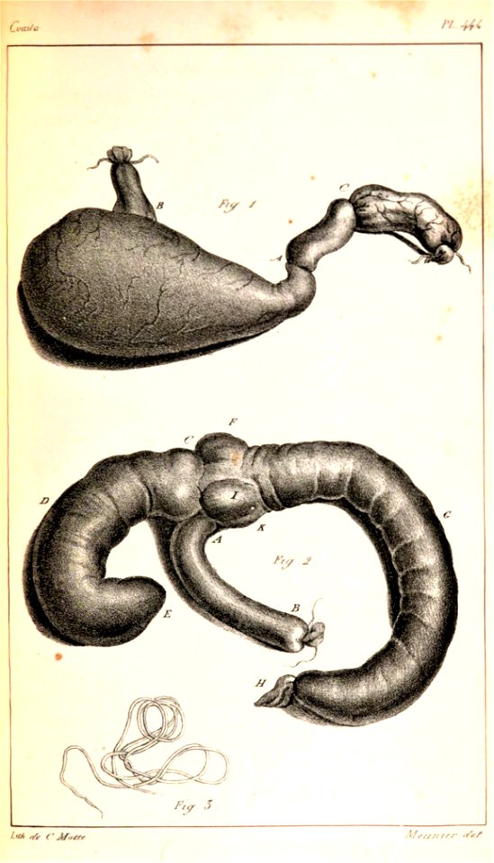 Parts of the intestines Ateles paniscus