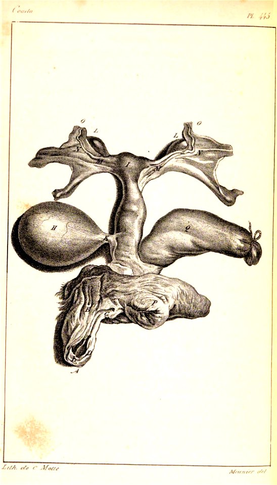Parts of the intestines Ateles paniscus