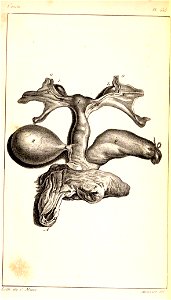 Parts of the intestines Ateles paniscus photo