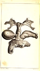 Parts of the intestines Ateles paniscus