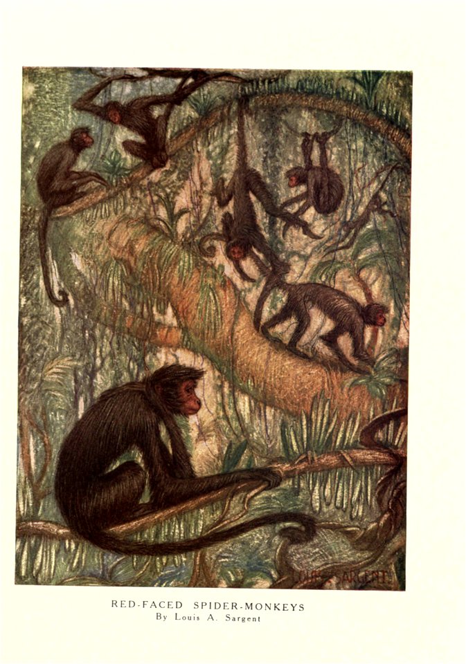Red-faced Spider Monkeys, by Louis A. Sargent