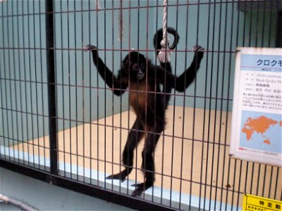 Black Spider Monkey from Fukuoka Zoo