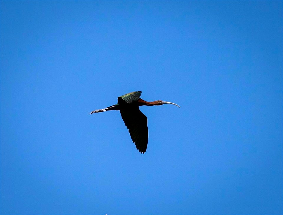 Lone white-faced ibis heading to greener pastures through the blue Cokeville Meadows sky.

K. Theule/USFWS