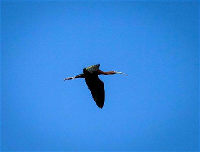 Lone white-faced ibis heading to greener pastures through the blue Cokeville Meadows sky. K. Theule/USFWS photo