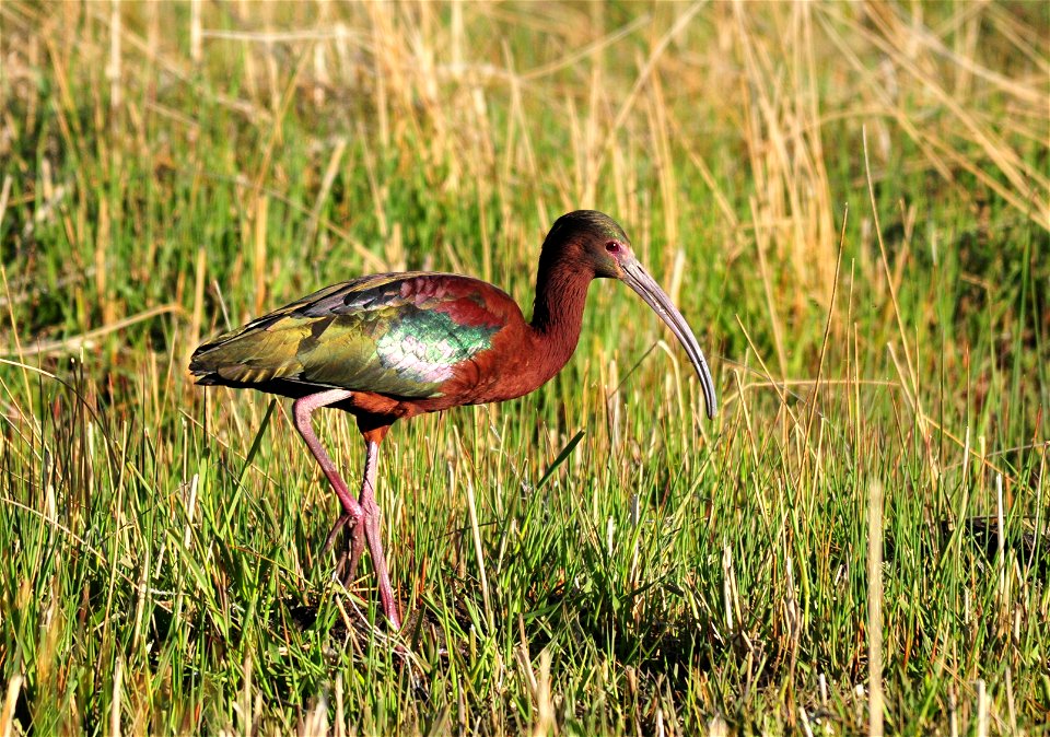 Photo: Tom Koerner/USFWS