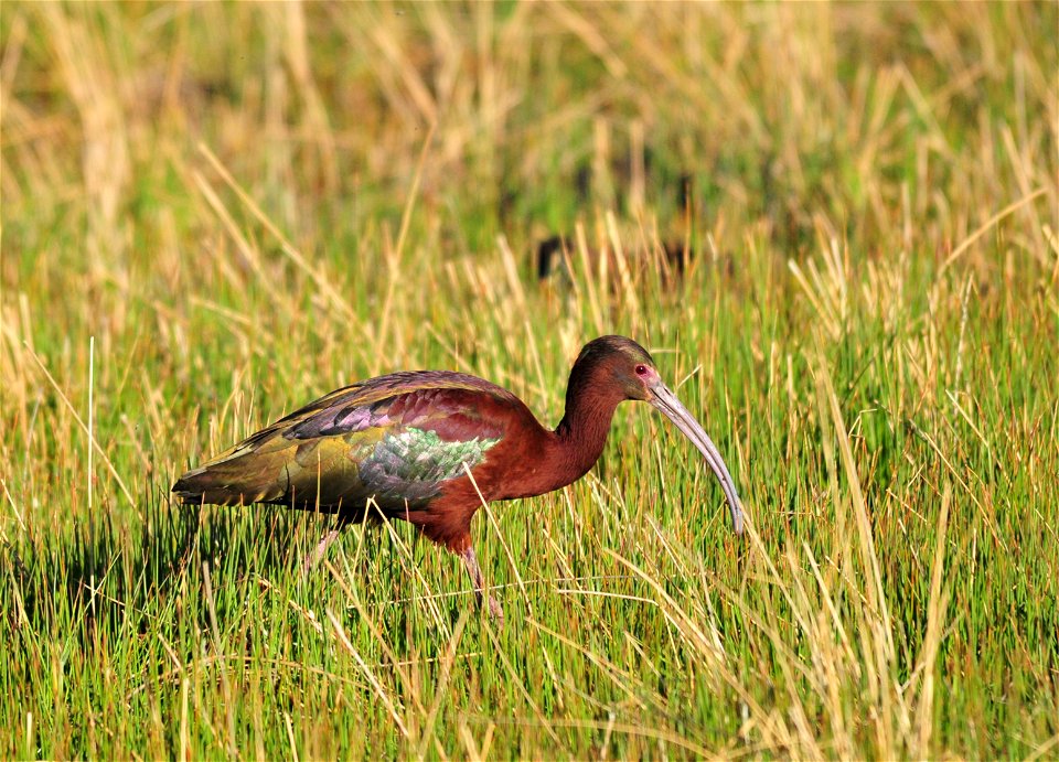 Photo: Tom Koerner/USFWS