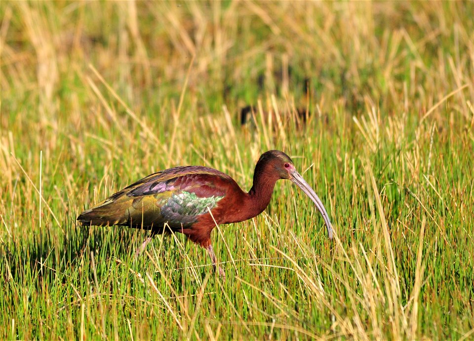 Photo: Tom Koerner/USFWS photo