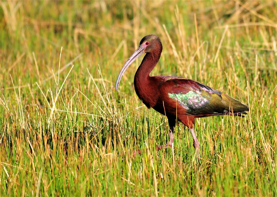 Photo: Tom Koerner/USFWS photo