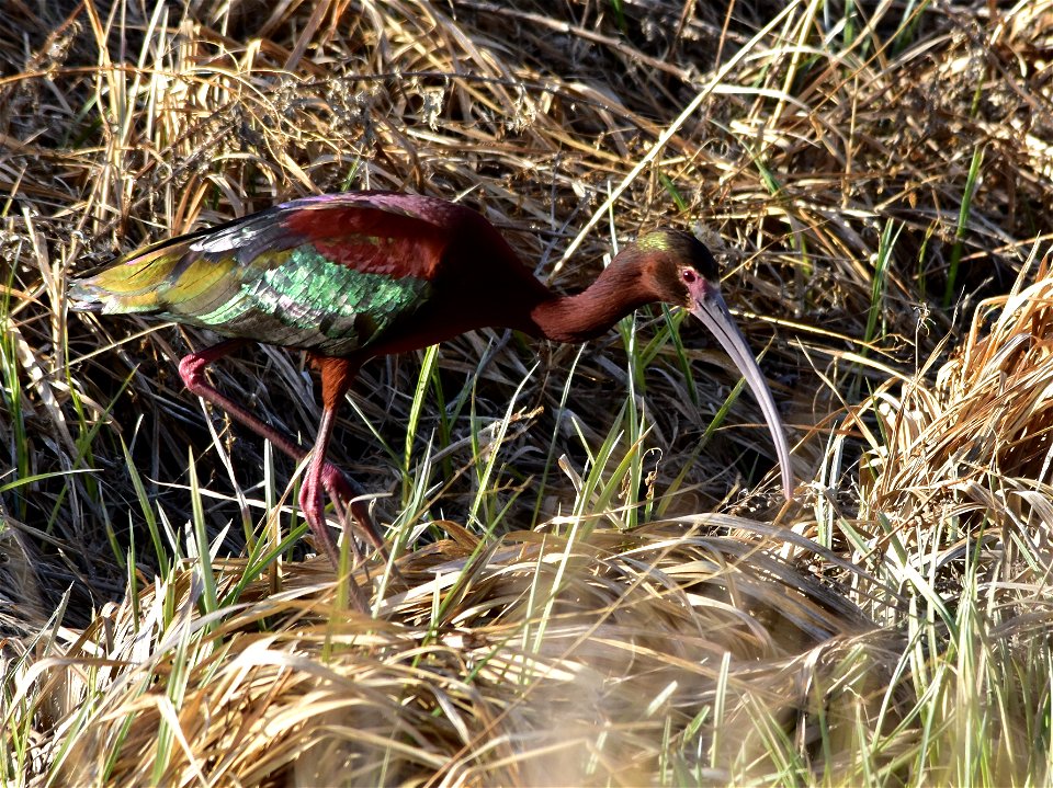 Photo: Tom Koerner/USFWS