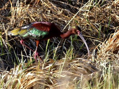 Photo: Tom Koerner/USFWS