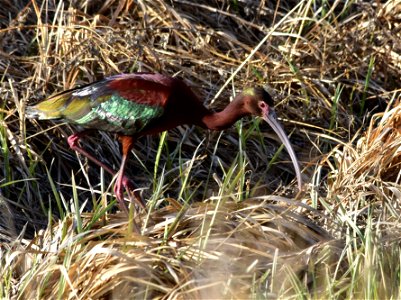 Photo: Tom Koerner/USFWS photo