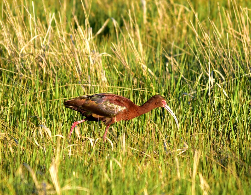 Photo: Tom Koerner/USFWS