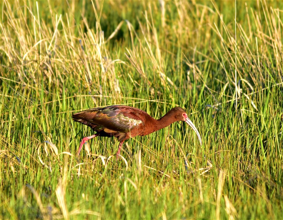 Photo: Tom Koerner/USFWS photo