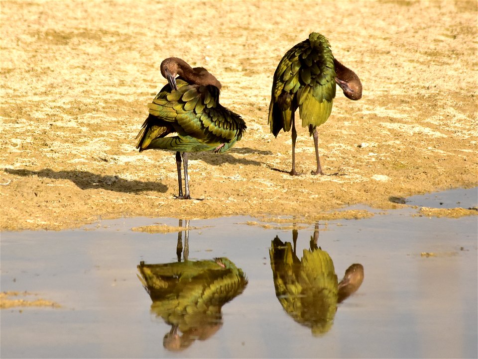 Preening time  Photo: Tom Koerner/USFWS