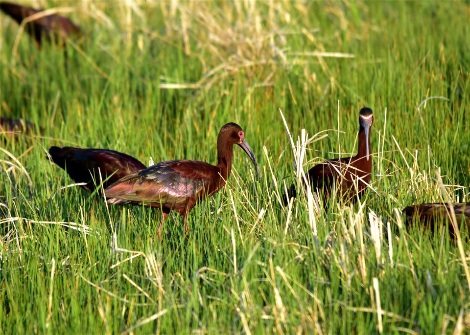 Photo: Tom Koerner/USFWS photo