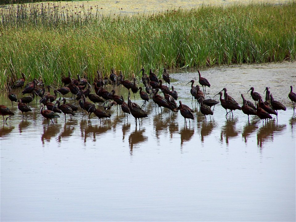 White-faced ibis on Bowdoin NWR Credit: Kathy Tribby/USFWS photo