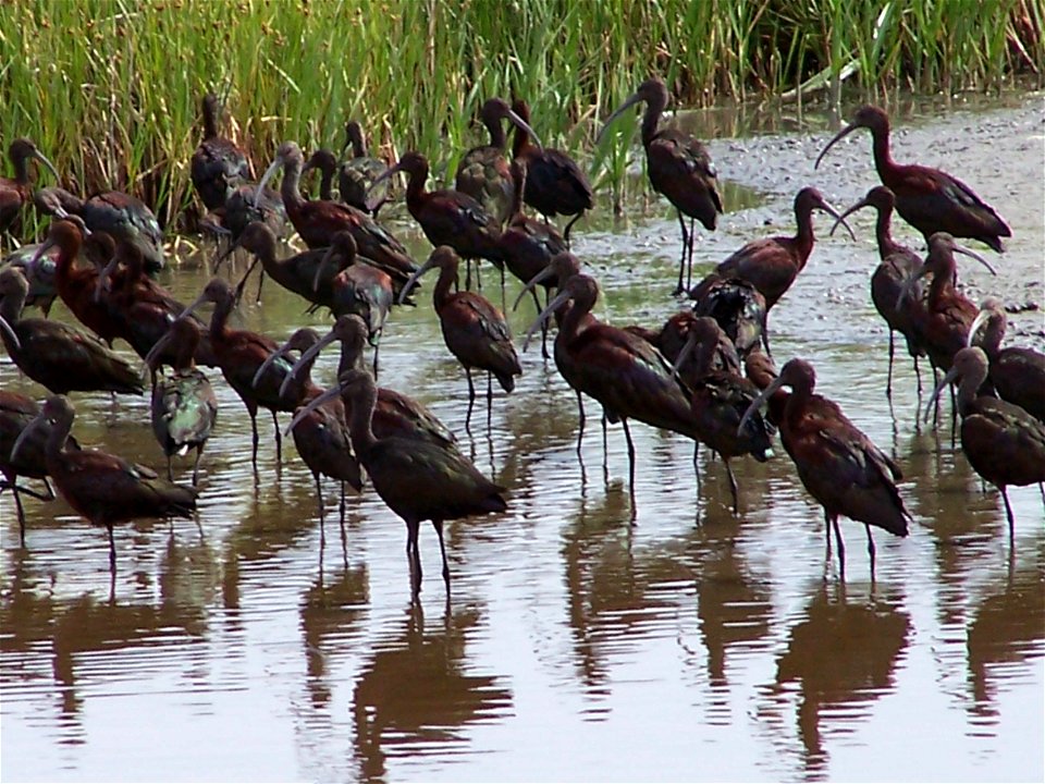 White-faced ibis on Bowdoin NWR

Credit: Kathy TribbyUSFWS