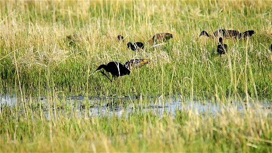 Video: White-faced ibis feeding on Seedskadee NWR.  After resting and feeding for a few days to a week, they will push on to breeding areas in Idaho and Utah.