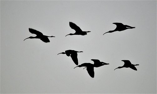 Last light ibis on Seedskadee NWR. Photo: Tom Koerner/USFWS photo