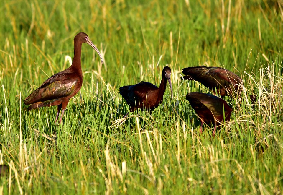 Photo: Tom Koerner/USFWS