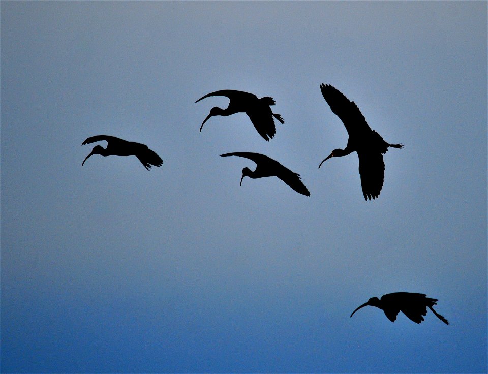 Photo: Tom Koerner/USFWS