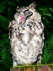 Spotted Eagle-owl Bubo africanus Yawning