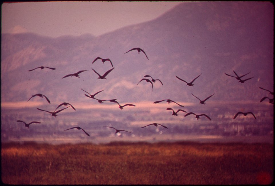 FARMINGTON BAY WATERFOWL MANAGEMENT AREA ON EAST SHORE OF GREAT SALT LAKE. PRIMARY PURPOSES OF THIS STATE-OWNED AREA ARE TO PROTECT AND PRESERVE EXISTING WETLAND: TO PROVIDE RESTING AREAS FOR MIGRATOR