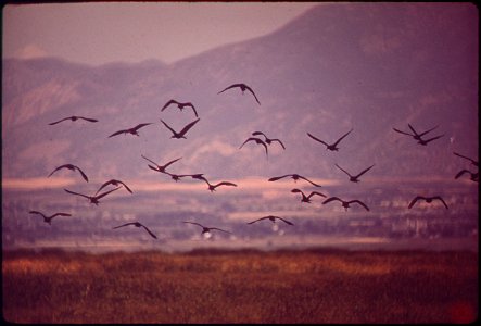 FARMINGTON BAY WATERFOWL MANAGEMENT AREA ON EAST SHORE OF GREAT SALT LAKE. PRIMARY PURPOSES OF THIS STATE-OWNED AREA ARE TO PROTECT AND PRESERVE EXISTING WETLAND: TO PROVIDE RESTING AREAS FOR MIGRATOR