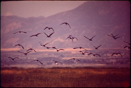 FARMINGTON BAY WATERFOWL MANAGEMENT AREA ON EAST SHORE OF GREAT SALT LAKE. PRIMARY PURPOSES OF THIS STATE-OWNED AREA ARE TO PROTECT AND PRESERVE EXISTING WETLAND: TO PROVIDE RESTING AREAS FOR MIGRATOR photo