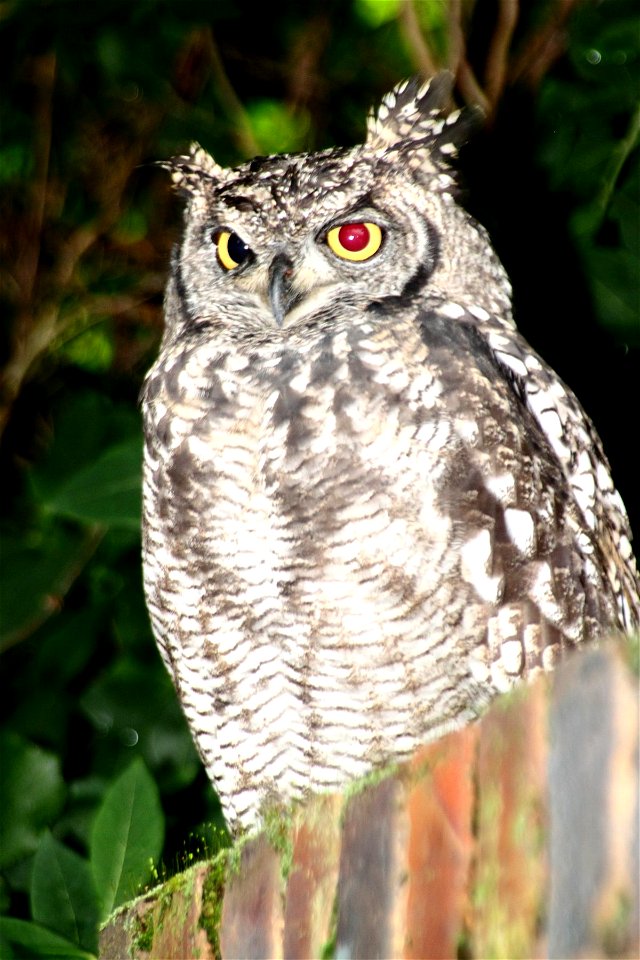 Spotted Eagle-owl Bubo africanus South Africa Showing Red Eye Effect