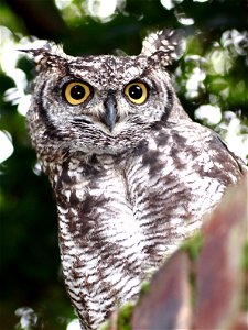 A Spotted Eagle-owl in Johannesburg, South Africa