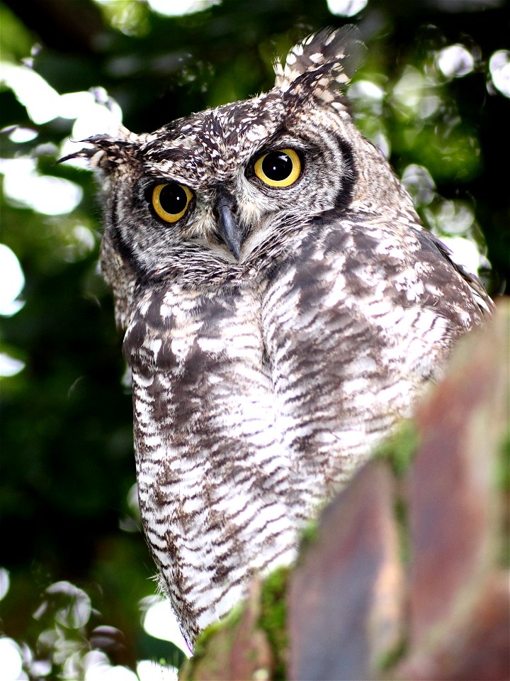 Spotted Eagle-owl Bubo africanus in South Africa