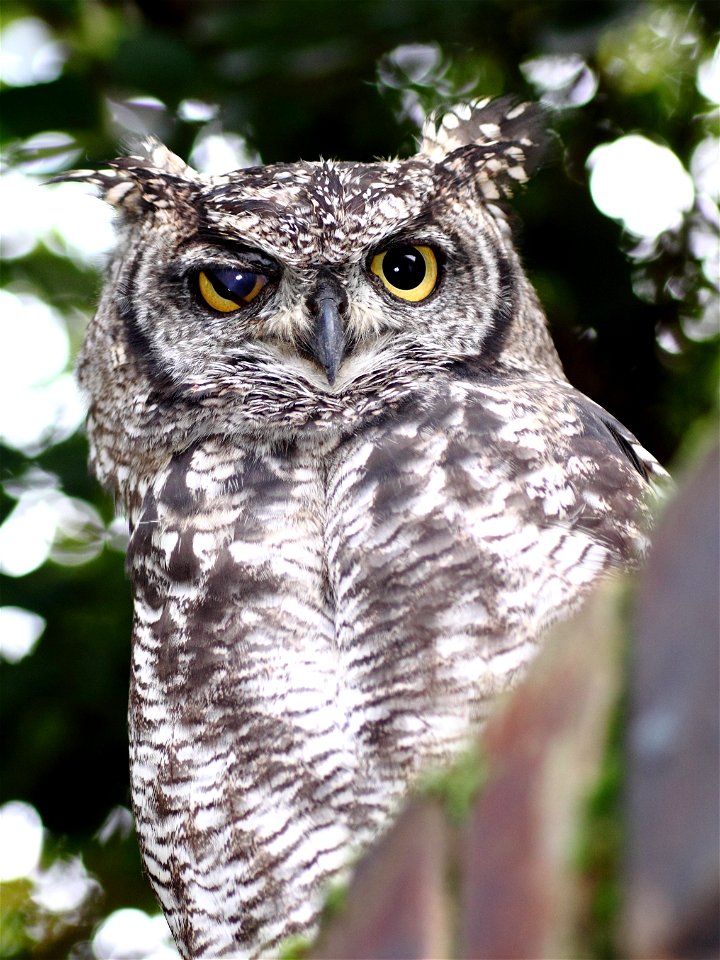 Spotted Eagle-owl Bubo africanus in Johannesburg South Africa Showing Nictitating Eyelid