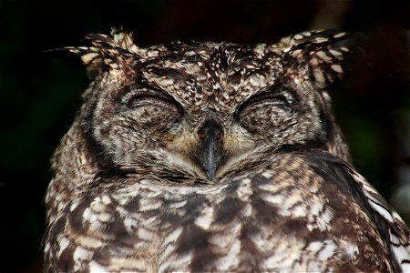 A sleeping Spotted Eagle-owl