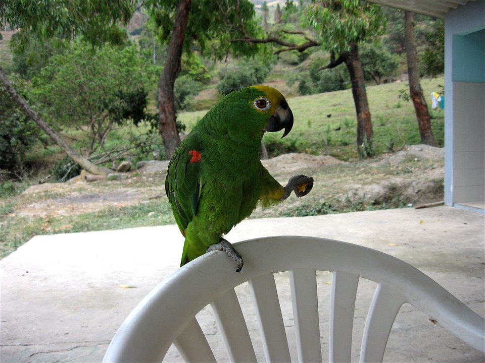 Fotografia de loro real amazónico (Amazona ochrocephala ochrocephala)