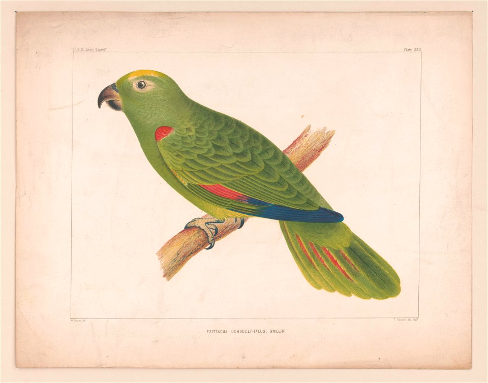 Title: Psittacus ochrocephalus, gmelin
Physical description: 1 print.

Notes: This record contains unverified data from PGA shelflist card.; Associated name on shelflist card: Sinclair, Thomas.