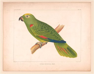 Title: Psittacus ochrocephalus, gmelin
Physical description: 1 print.

Notes: This record contains unverified data from PGA shelflist card.; Associated name on shelflist card: Sinclair, Thomas.