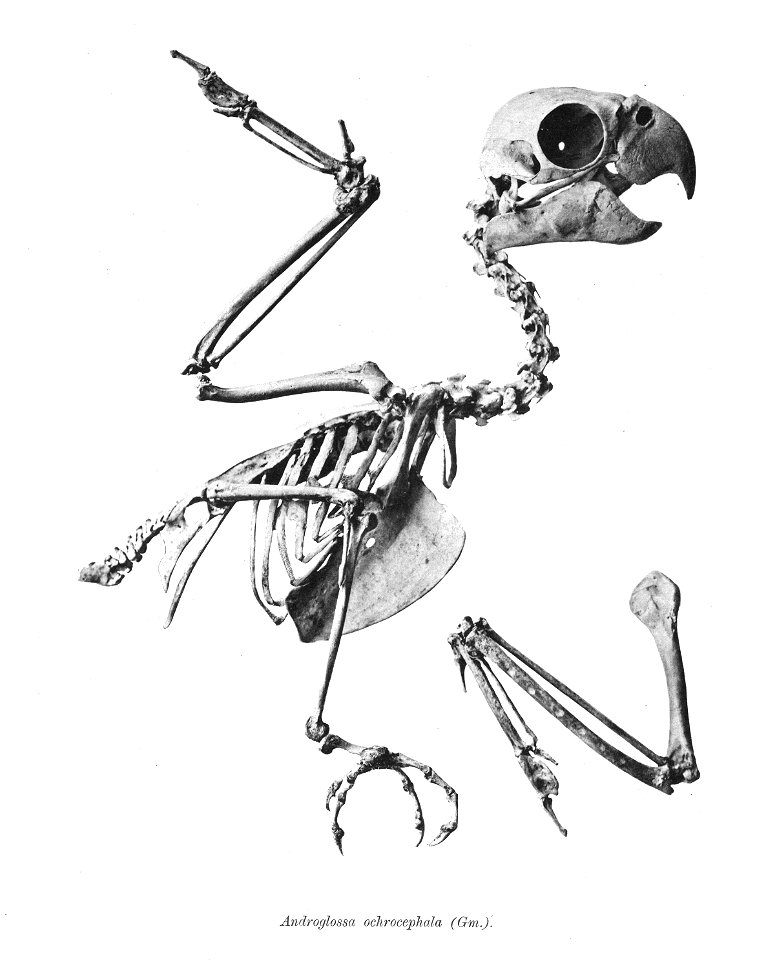 Androglossa ochrocephala