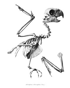 Androglossa ochrocephala