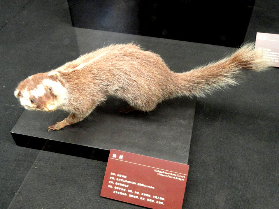 Taxidermy exhibit in the Kunming Natural History Museum of Zoology (昆明动物博物馆), Kunming, Yunnan, China.