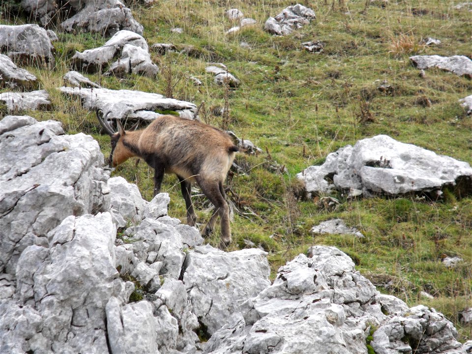 Rupicapra pyrenaica ornata photographed on Camosciara massif (National park of Abruzzo, Lazioand Molise, central Italy). About 1700 m above sea level. Photo by Massimiliano Marcelli.
