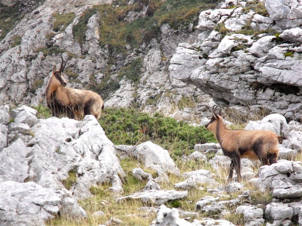 Rupicapra pyrenaica ornata photographed on Camosciara massif (National park of Abruzzo, Lazio and Molise, central Italy). About 1700 m above sea level. Photo by Massimiliano Marcelli.