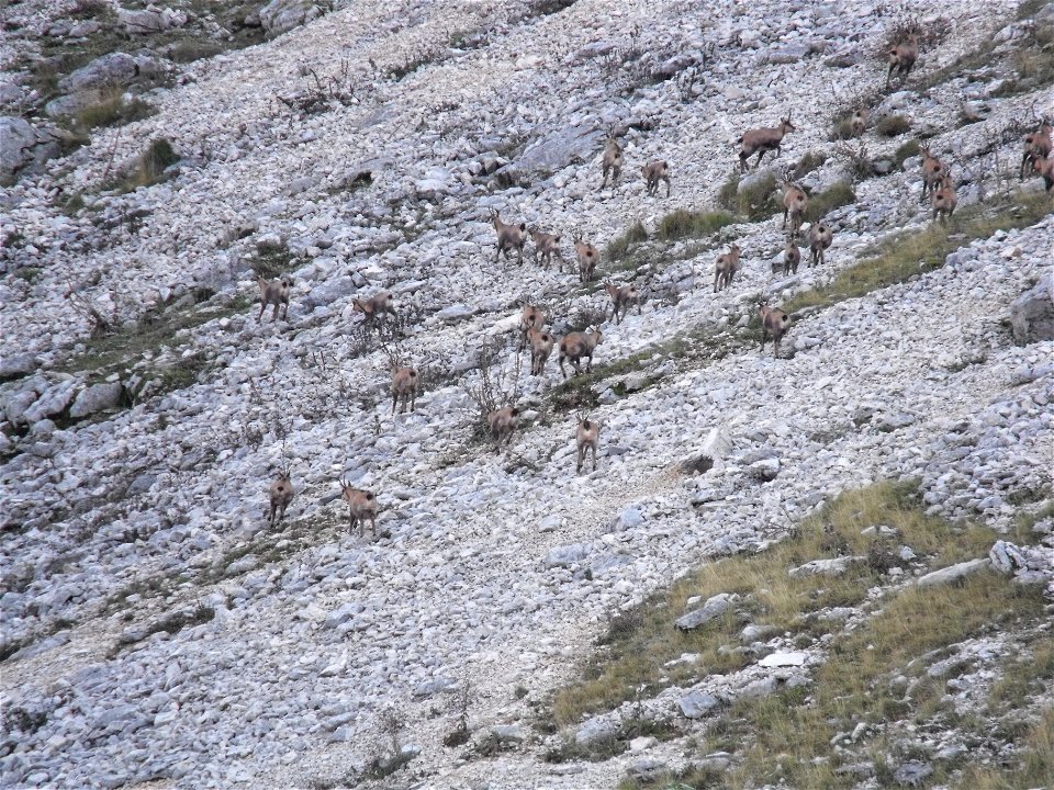 Rupicapra pyrenaica ornata photographed on Camosciara massif (National park of Abruzzo, Lazioand Molise, central Italy). About 1700 m above sea level. Photo by Massimiliano Marcelli.