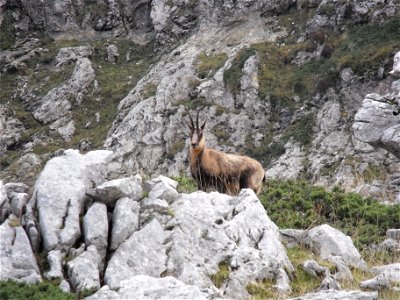 Rupicapra pyrenaica ornata photographed on Camosciara massif (National park of Abruzzo, Lazio and Molise, central Italy). About 1700 m above sea level. Photo by Massimiliano Marcelli.